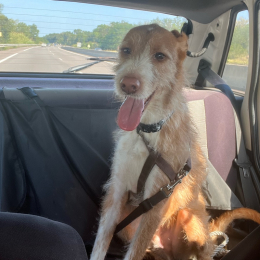 Lucky et alaska profile