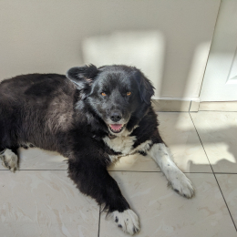 Sirius profile