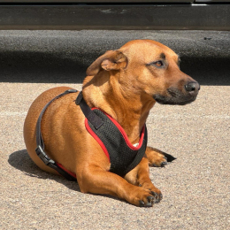 Maya profile