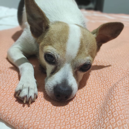 Willy profile