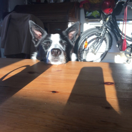 Olly profile