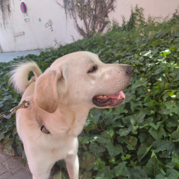 Vadko profile