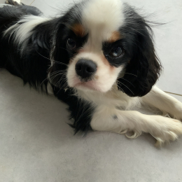 Vasco profile