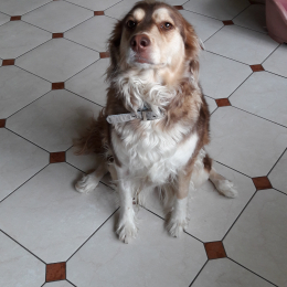 Doggo profile