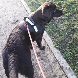 Sully profile
