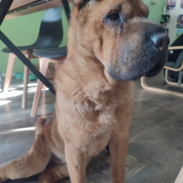 Orka profile