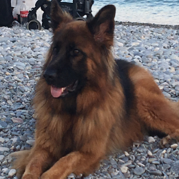 Mela profile