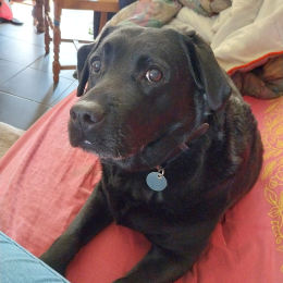 Iolda profile