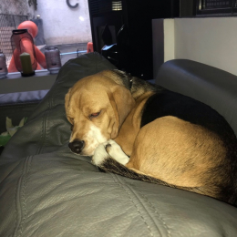 Pogo profile