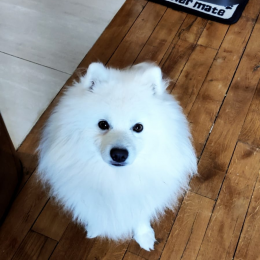 Pooky profile