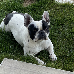 Ola profile