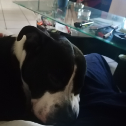 Enzo profile