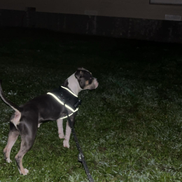 Urko profile