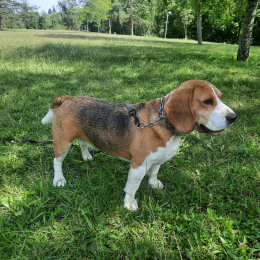 Pepita profile