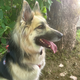 Puddy profile