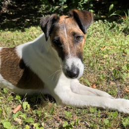 Zorza profile