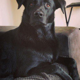 Oscar profile