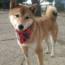 Oushka profile