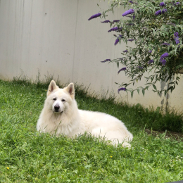 Maximus profile