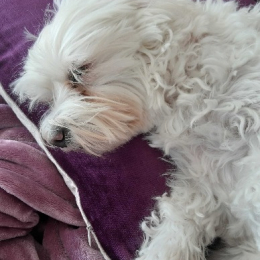 Marmi profile