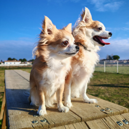 Groot et r'mione profile