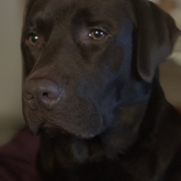 Tayco profile