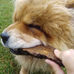 Nala profile