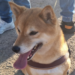 Lucy profile
