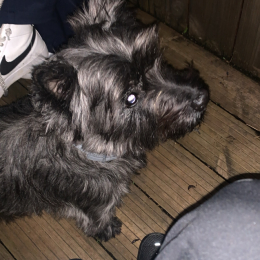 Enzo profile