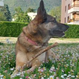 Zelda profile