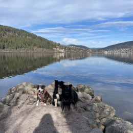 Arthur piwi koda profile