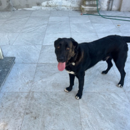 Ares profile