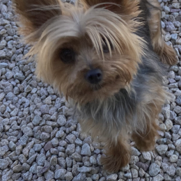 Roxy profile