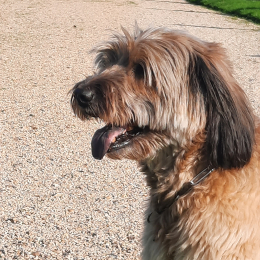 Noux profile