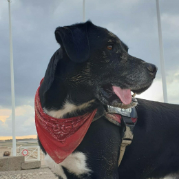 Pepe profile