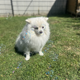 Stitch profile