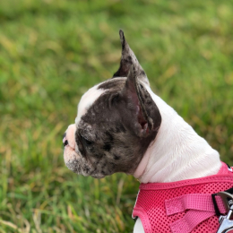 Scarlette profile