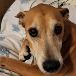 Puppy profile