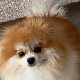 Rocky profile