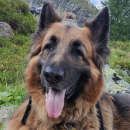 Shai profile