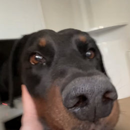 Marley profile