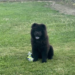 Vasco profile