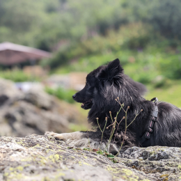 Voli profile