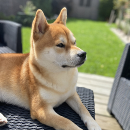 Natsu profile