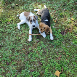 Tomy et teddy profile