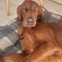 Oskar profile