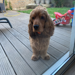 Shaggy profile