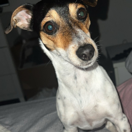 Nina profile