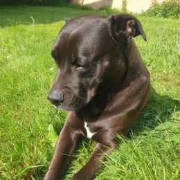 Persée profile