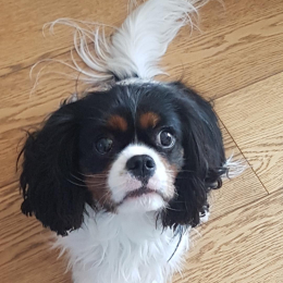 Semeio profile